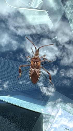 Western Conifer Seed Bug