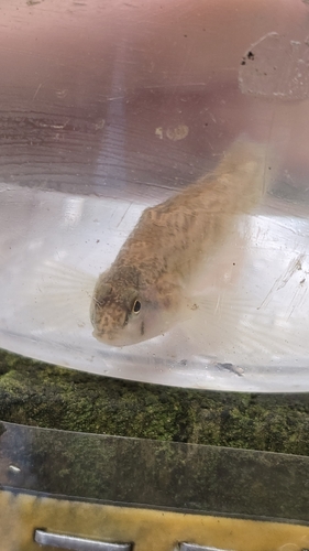 Northern Tessellated Darter