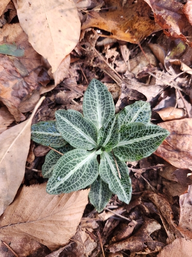 downy rattlesnake plantain