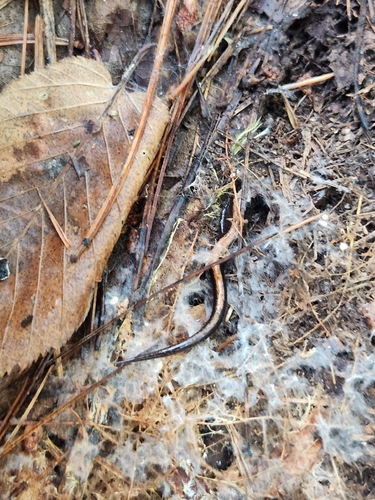 Eastern Red-backed Salamander