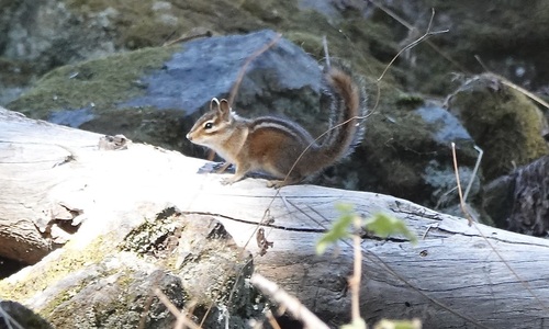 Siskiyou Chipmunk observed by peppert