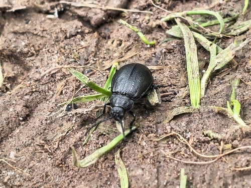 black-punctured leaf beetle