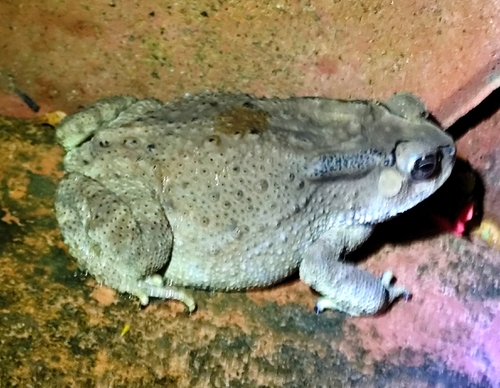 Asian Common Toad