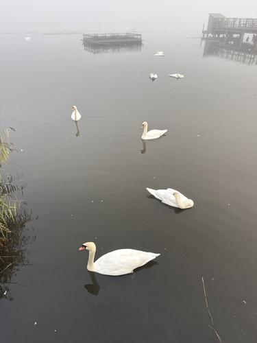 Mute Swan