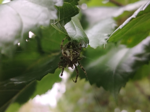 Cross Orbweaver