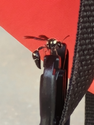 Fraternal Potter Wasp