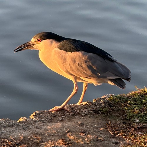 Black-crowned Night Heron