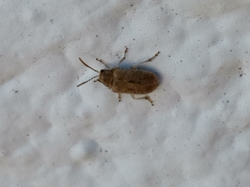 Monoxia obesula