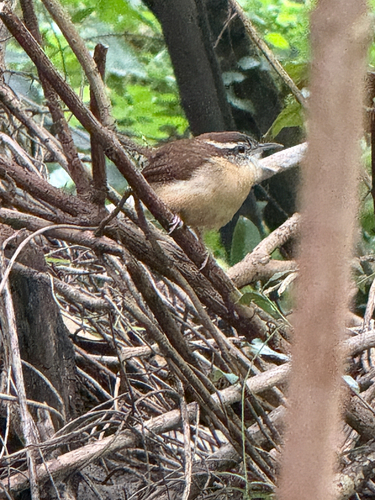 Carolina Wren