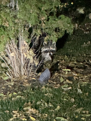Common Raccoon