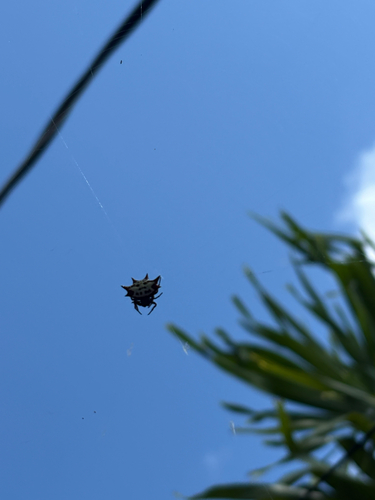 Spinybacked Orbweaver