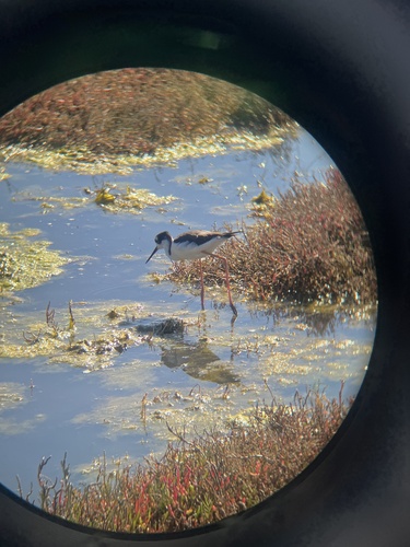 Black-necked Stilt