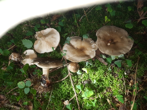 Cloudy Clitocybe