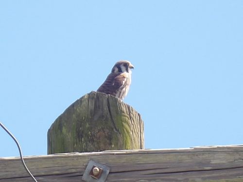 American Kestrel