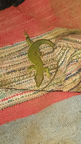North African Ocellated Lizard