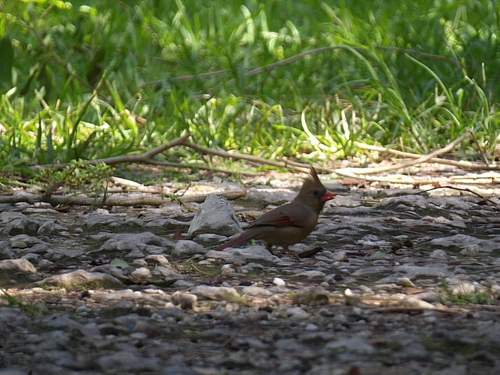 Northern Cardinal