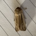 Shoulder-striped Wainscot - Photo (c) teabread, all rights reserved
