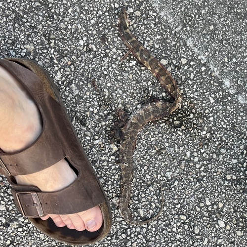 Florida Watersnake observed by jrsearcher
