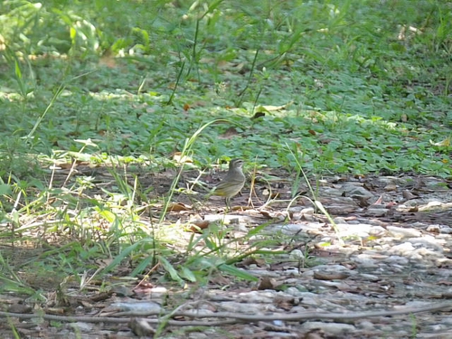 Palm Warbler