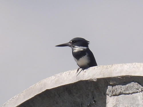 Belted Kingfisher