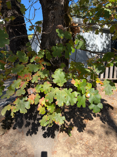 California black oak
