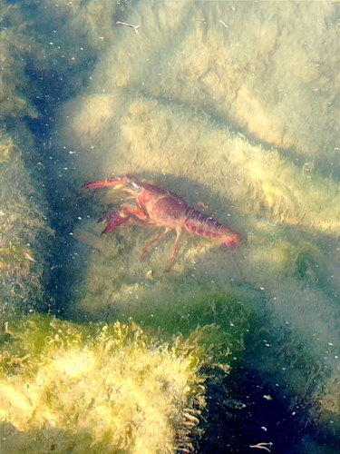 Red Swamp Crayfish
