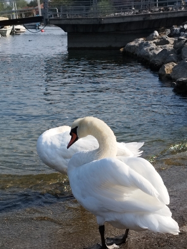 Mute Swan