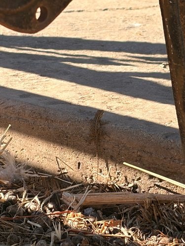 Western Fence Lizard