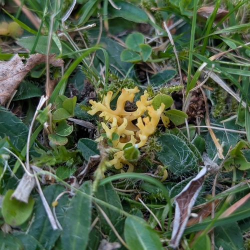 meadow coral fungus