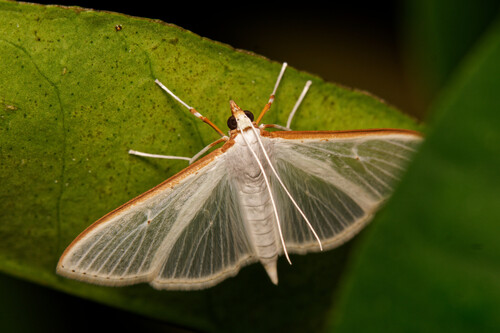 Jasmine Moth