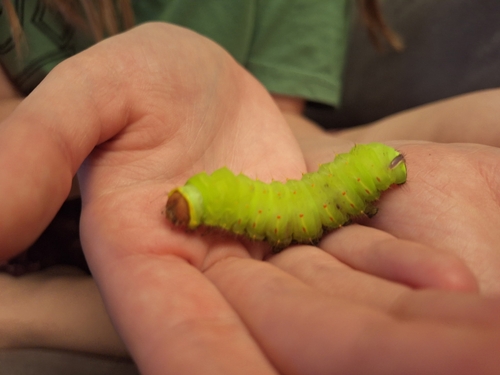 Polyphemus Moth