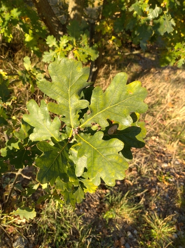 English oak