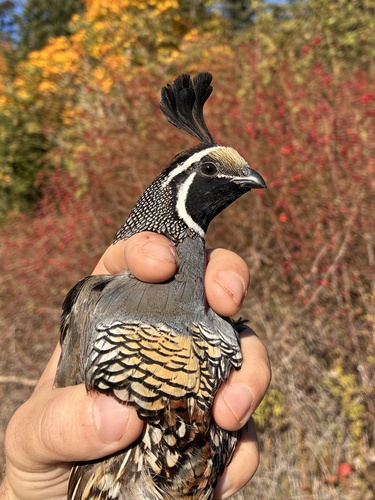 California Quail observed by gaelinarmstrong