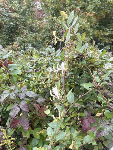 Japanese honeysuckle