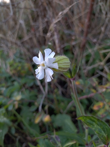 white campion