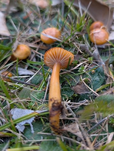 Heath Waxcap