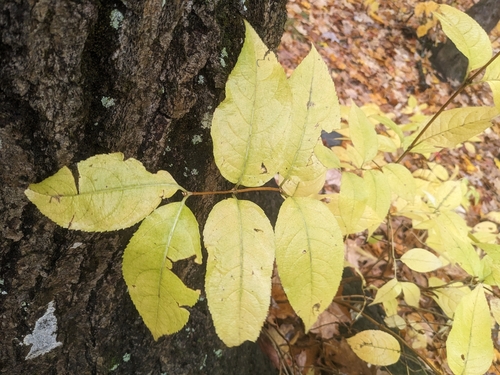 northern bush honeysuckle
