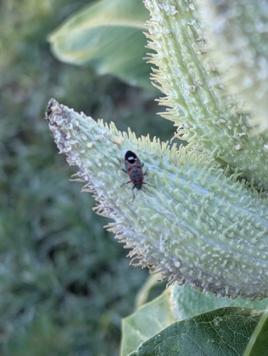 Small Milkweed Bug