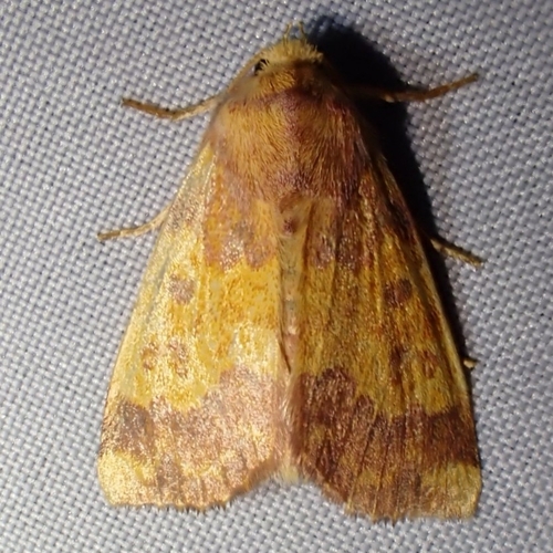 Barred Sallow