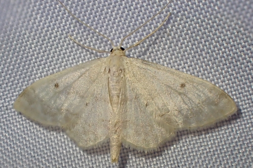 Small Fan-footed Wave
