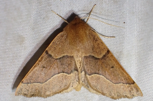 Crocallis tusciaria
