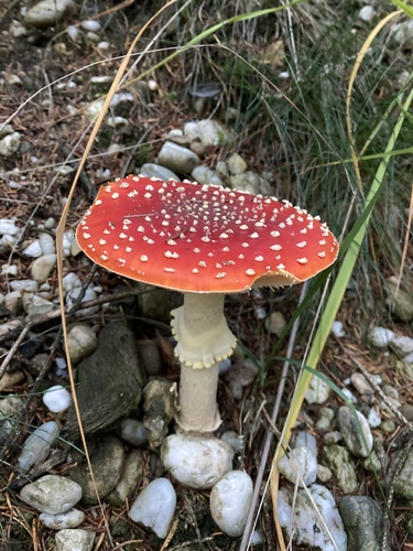 Fly Agaric