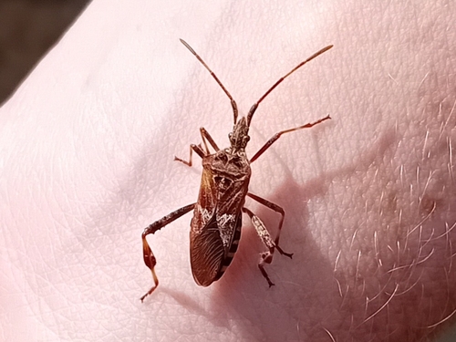 Western Conifer Seed Bug