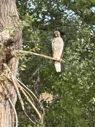 Red-shouldered Hawk