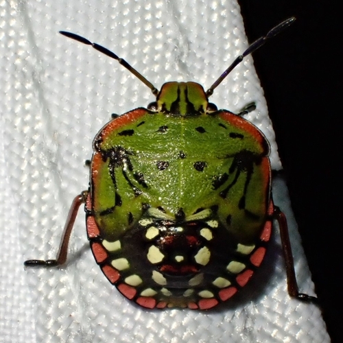Southern Green Stink Bug