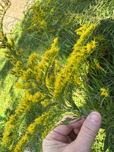 Ailanthus Webworm Moth