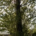 Populus × berolinensis - Photo (c) Анастасия Потапова, todos los derechos reservados, subido por Анастасия Потапова