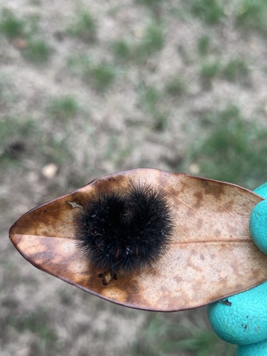 Giant Leopard Moth