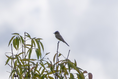 Eastern Phoebe