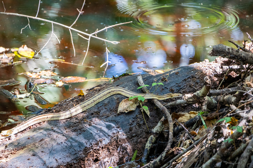 Eastern Ratsnake